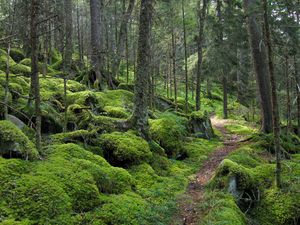 Превью обои лес, тропинка, деревья, мох
