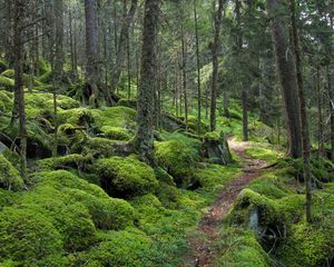 Превью обои лес, тропинка, деревья, мох