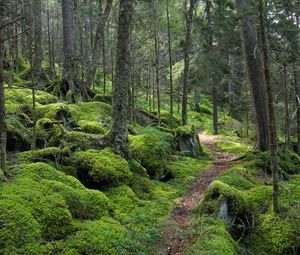 Превью обои лес, тропинка, деревья, мох