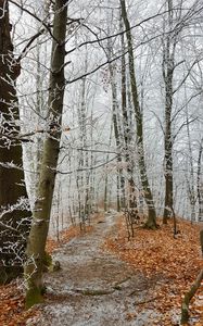 Превью обои лес, тропинка, деревья, иней, мороз, зима