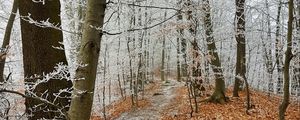 Превью обои лес, тропинка, деревья, иней, мороз, зима