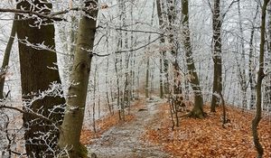 Превью обои лес, тропинка, деревья, иней, мороз, зима