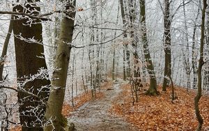 Превью обои лес, тропинка, деревья, иней, мороз, зима