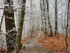 Превью обои лес, тропинка, деревья, иней, мороз, зима