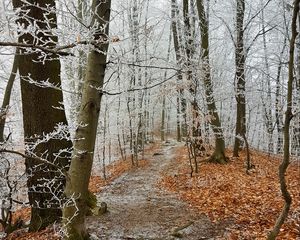 Превью обои лес, тропинка, деревья, иней, мороз, зима