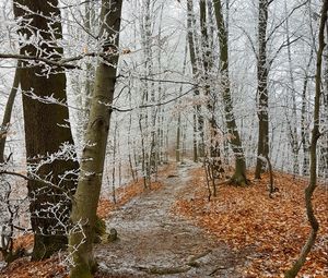 Превью обои лес, тропинка, деревья, иней, мороз, зима