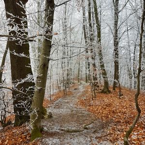 Превью обои лес, тропинка, деревья, иней, мороз, зима