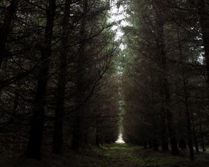 Превью обои лес, тропинка, дорога, мрачно