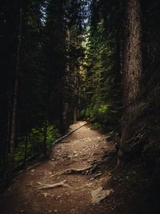 Превью обои лес, тропинка, ель, деревья