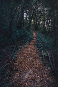 Превью обои лес, тропинка, осень, деревья, ступени