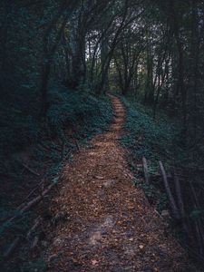 Превью обои лес, тропинка, осень, деревья, ступени