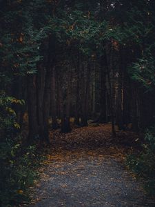 Превью обои лес, тропинка, осень, деревья, прогулка