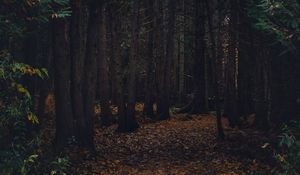 Превью обои лес, тропинка, осень, деревья, прогулка