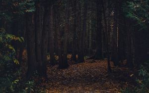Превью обои лес, тропинка, осень, деревья, прогулка