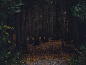 Превью обои лес, тропинка, осень, деревья, прогулка