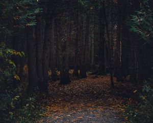 Превью обои лес, тропинка, осень, деревья, прогулка