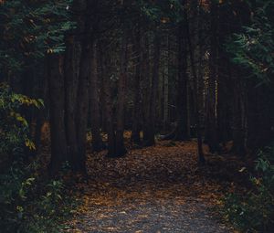 Превью обои лес, тропинка, осень, деревья, прогулка