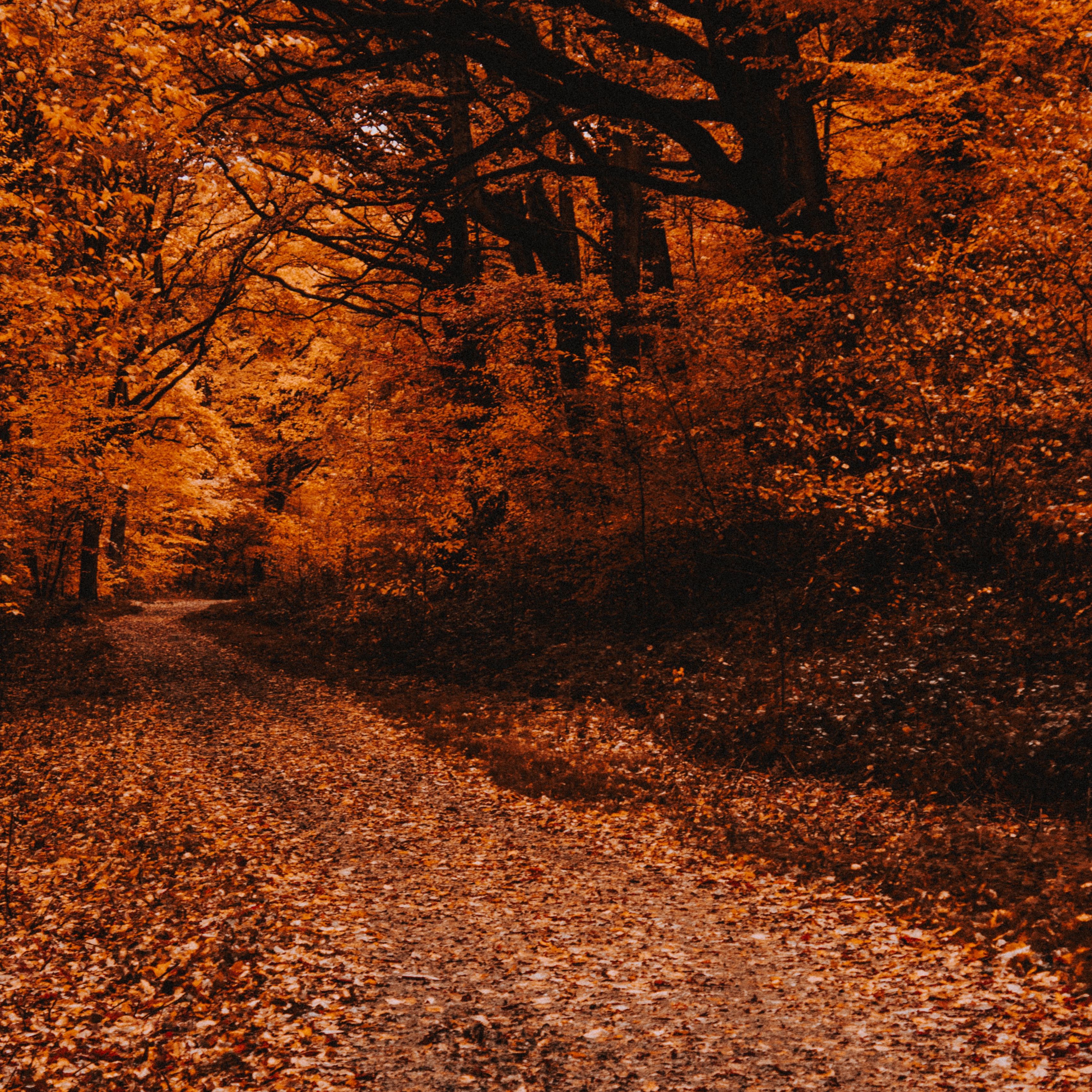 Осенний лес деревья