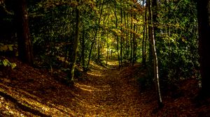 Превью обои лес, тропинка, осень, деревья, листья