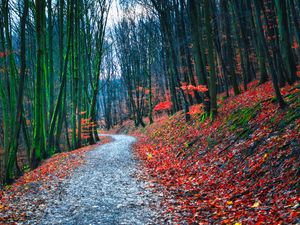 Превью обои лес, тропинка, осень, природа, опавшая листва