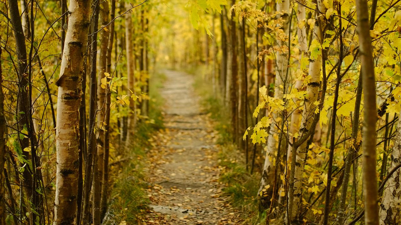 Обои лес, тропинка, осень, опавшие листья, природа