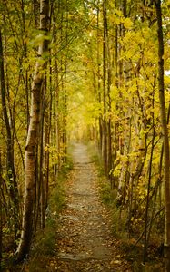 Превью обои лес, тропинка, осень, опавшие листья, природа