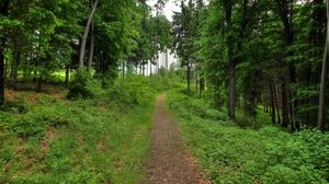 Превью обои лес, тропинка, пейзаж