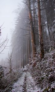 Превью обои лес, тропинка, склон, мороз, зима, природа