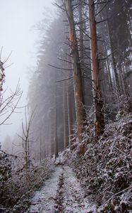 Превью обои лес, тропинка, склон, мороз, зима, природа