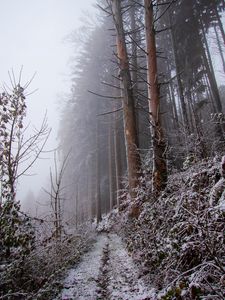 Превью обои лес, тропинка, склон, мороз, зима, природа