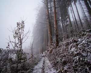 Превью обои лес, тропинка, склон, мороз, зима, природа