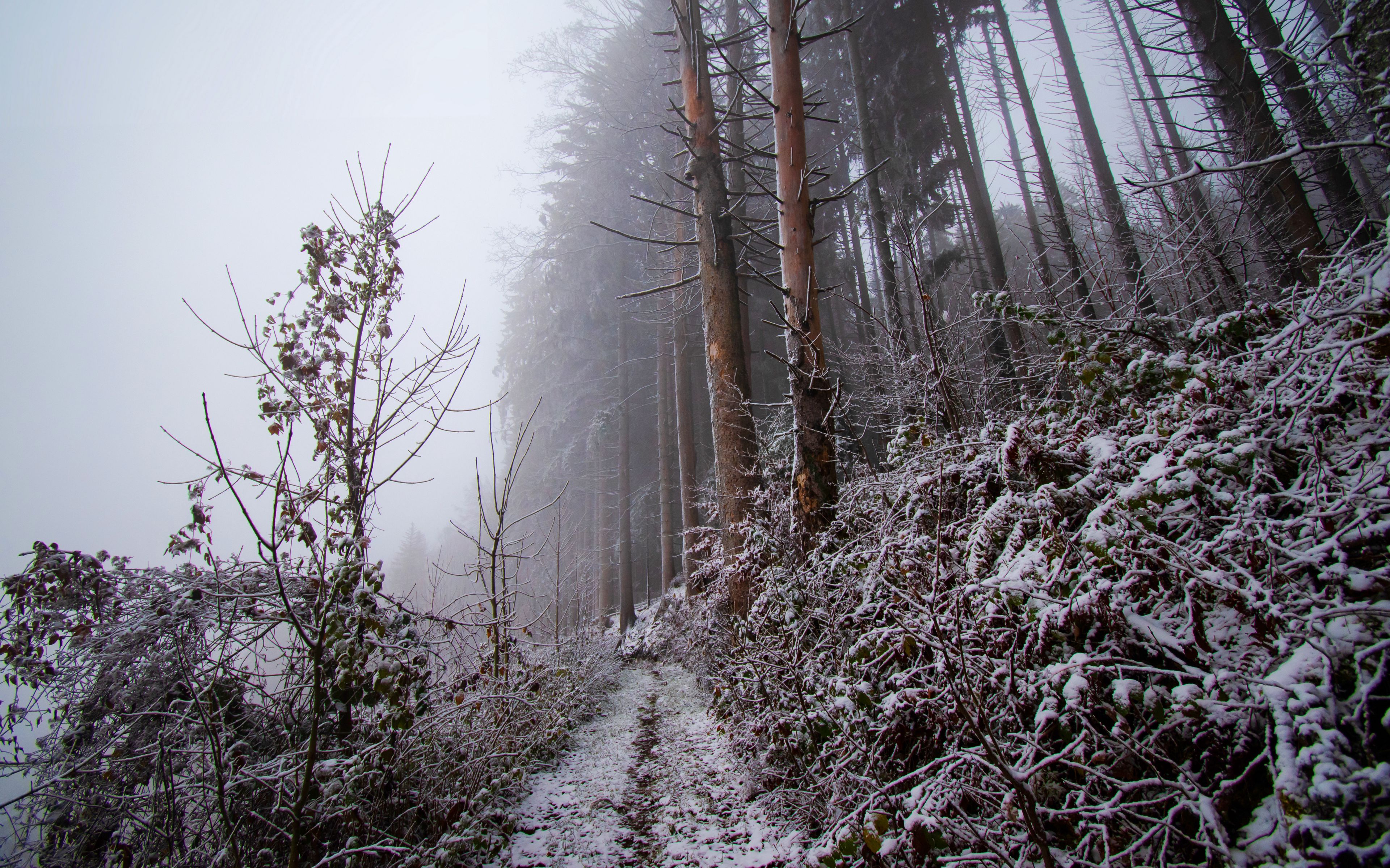 Winter forest wallpaper