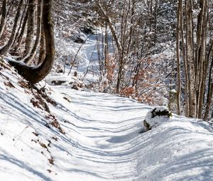 Превью обои лес, тропинка, снег, зима