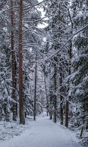 Превью обои лес, тропинка, снег, деревья, сосны, зима