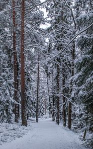 Превью обои лес, тропинка, снег, деревья, сосны, зима