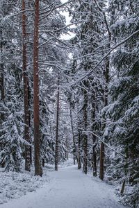 Превью обои лес, тропинка, снег, деревья, сосны, зима