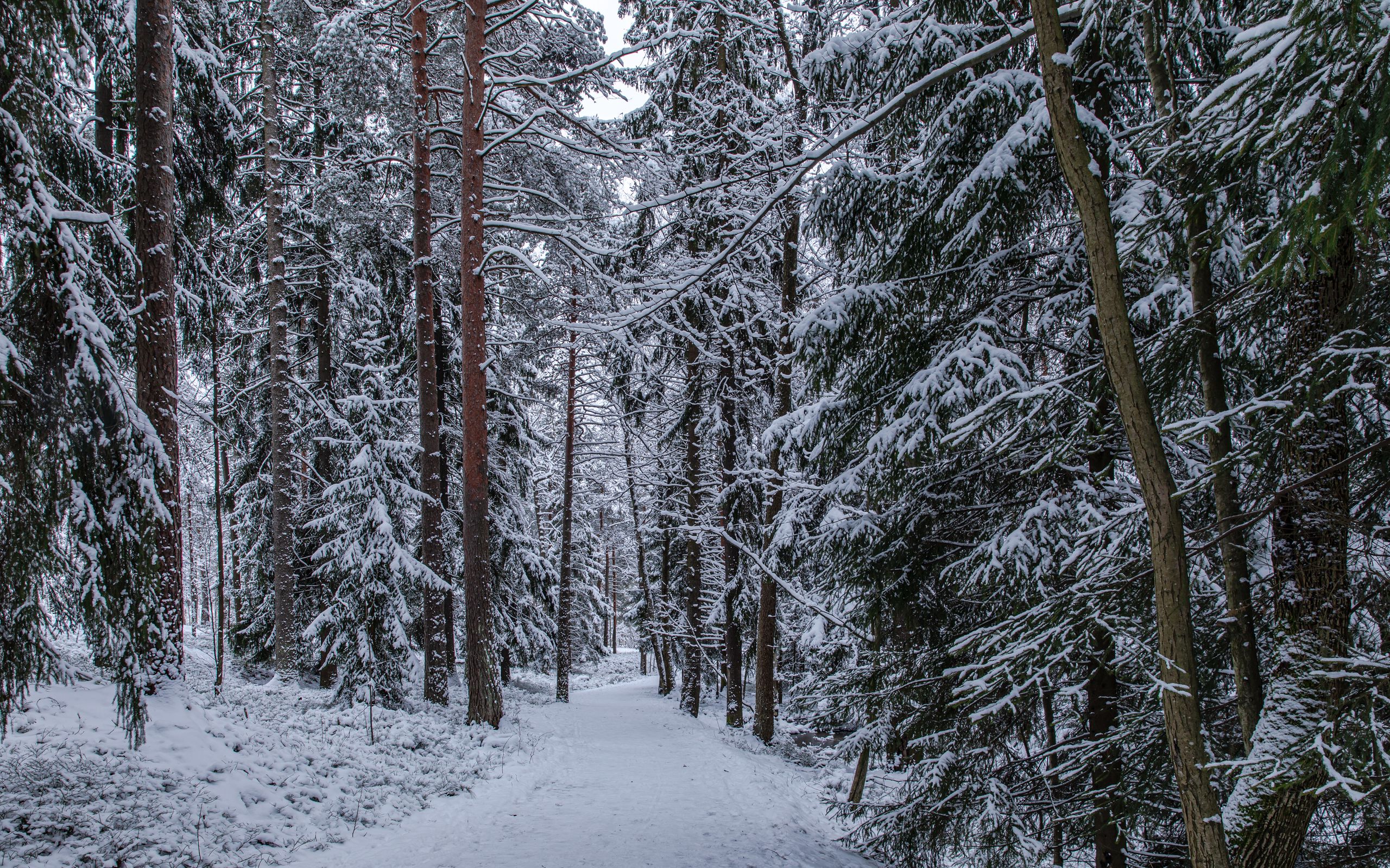 Зимой в лесу