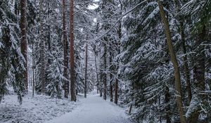 Превью обои лес, тропинка, снег, деревья, сосны, зима