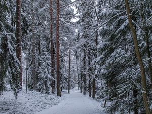 Превью обои лес, тропинка, снег, деревья, сосны, зима