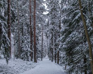 Превью обои лес, тропинка, снег, деревья, сосны, зима