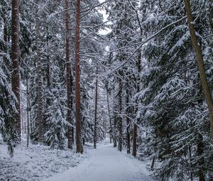 Превью обои лес, тропинка, снег, деревья, сосны, зима