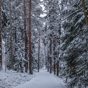 Превью обои лес, тропинка, снег, деревья, сосны, зима