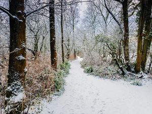 Превью обои лес, тропинка, снег, деревья, кусты, зима