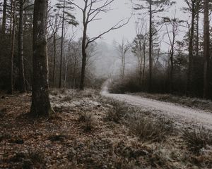 Превью обои лес, тропинка, туман, деревья, иней, осень