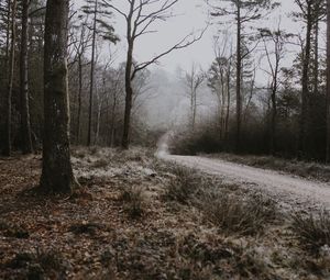 Превью обои лес, тропинка, туман, деревья, иней, осень