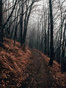 Превью обои лес, тропинка, туман, осень, природа