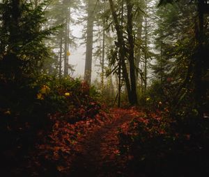 Превью обои лес, тропинка, туман, деревья, осень