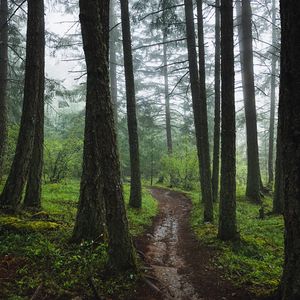 Превью обои лес, тропинка, туман, деревья, зеленый