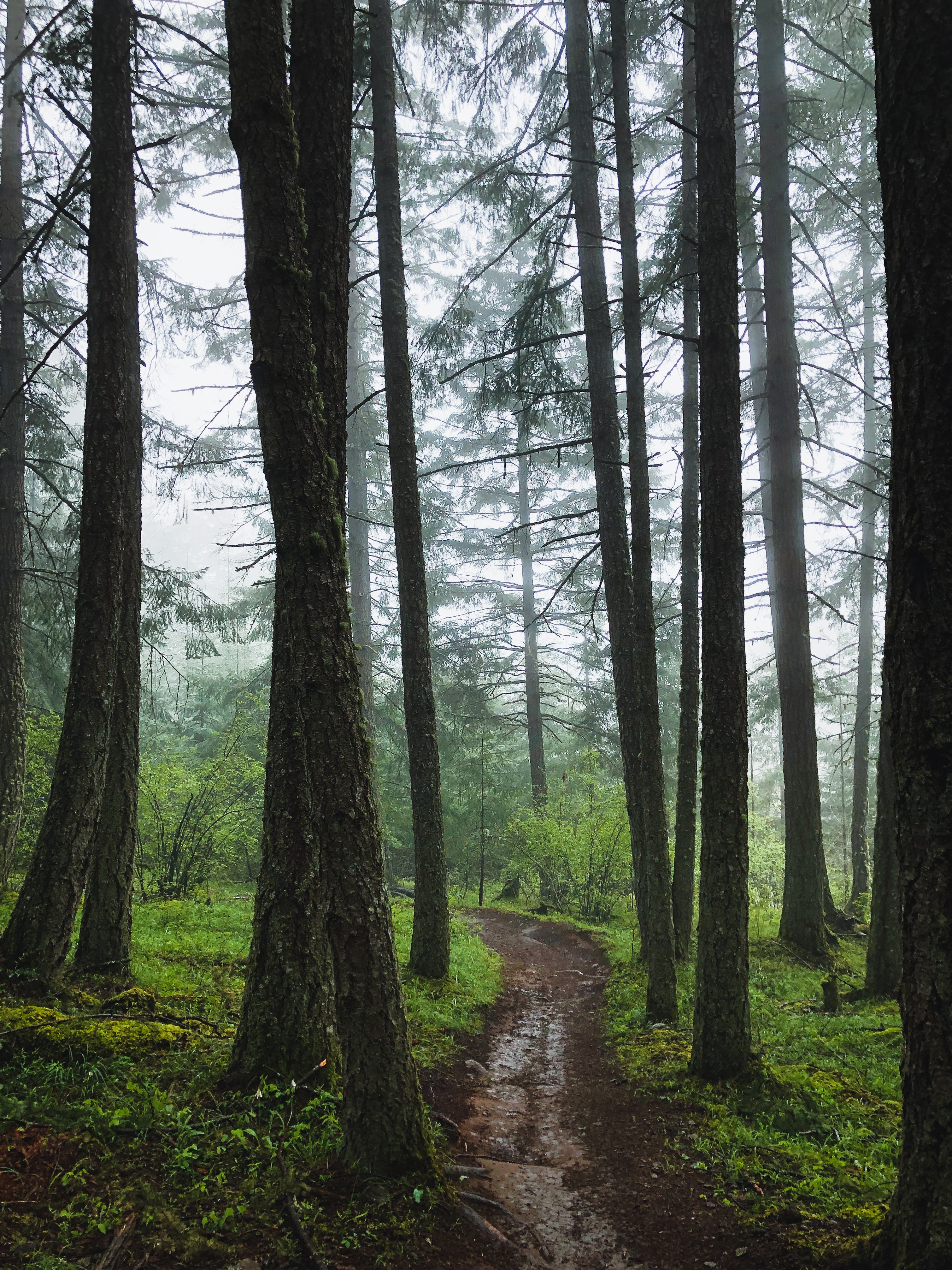 Forest break. Лес. Упорядоченный лес. Тропа Лесной туман HD. Тропинки леса управление.