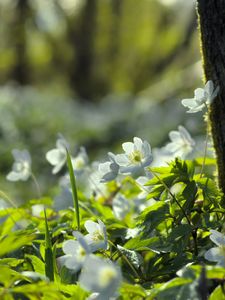 Превью обои лес, цветы, весна, листья, дерево, растения, природа